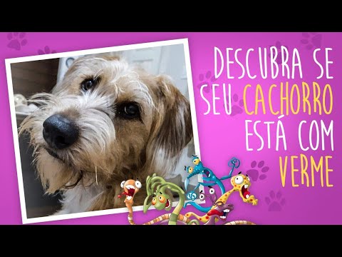 Vídeo: Como Saber Se Seu Cachorro Tem Vermes E Como Se Livrar Deles