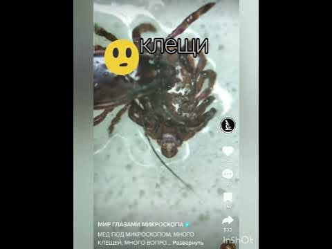 Мед натуральный. Пчелиный мед. Чёрный мед. Под микроскопом. Клещи ...