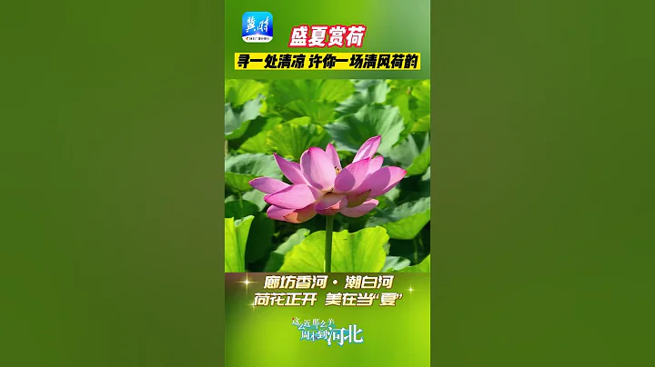 美丽河北 | 白洋淀、衡水湖、潮白河……寻一处清凉之地，盛夏赏荷！ - 天天要闻