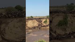 Herd crosses the Mara river at Entim crossing