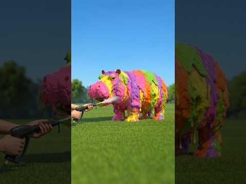 Membersihkan lumpur warna-warni di tubuh kuda nil lucu ASMR