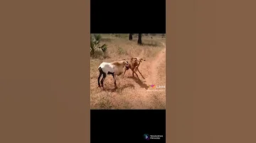 انا واخويا على ابن عمى وانا وابن عمي علي الغريب 
