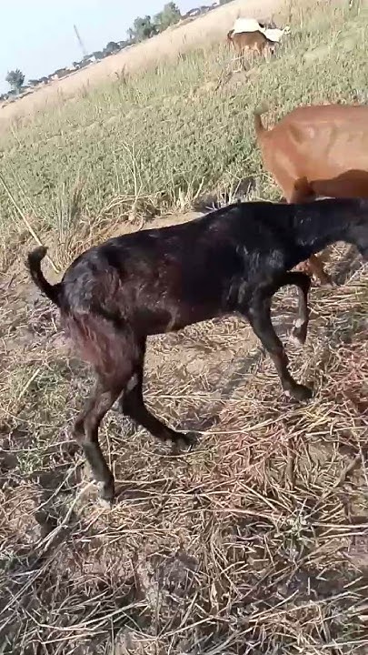 js goat farming - YouTube