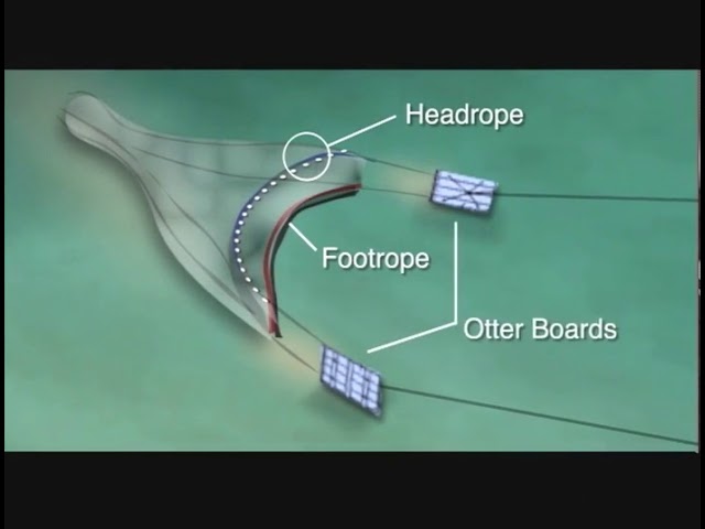 Underwater Video of a Shrimp Trawl: Notus Electronics 