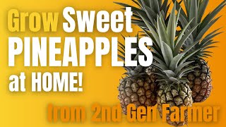 Unlock the Secrets to Growing the Sweetest, Juiciest Pineapples at Home!