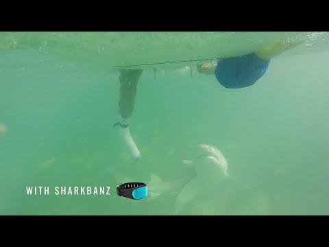 SHARKBANZ - Australia Feeding Frenzy Demo - Tech in Action - Episode 4