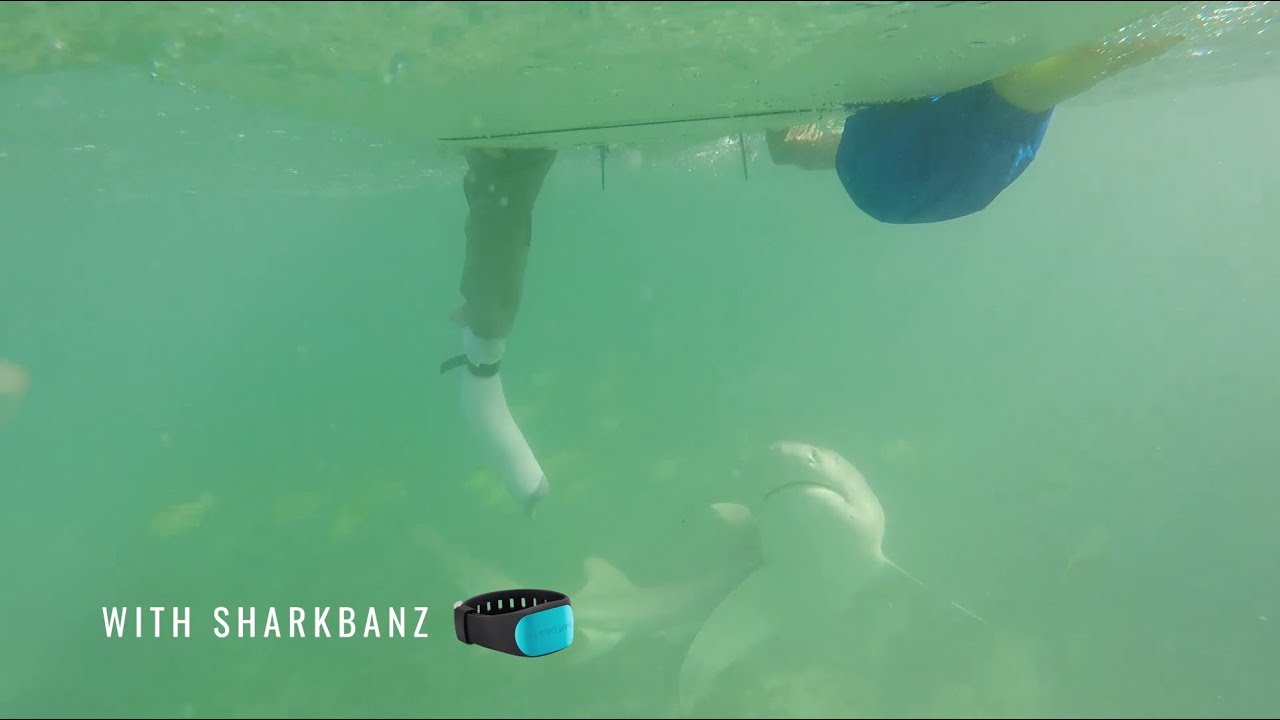 Sharkbanz - Research & Product Testing