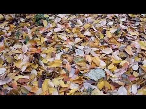 Падає листя багряне Кальник