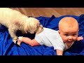 Babies love playing with dogs - Best Friends Forever Cute and Funny Videos