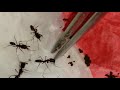2019-10-17-（蟻天紀）高山鋸針蟻（顎針蟻）之攻擊方式，喇叭開大聲可以聽見攻擊時的咖咖聲，