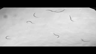 Affordable worm tracker Supp video 5