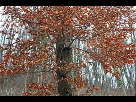Бадњак - YouTube