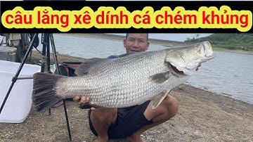 câu lăng xê dính được cá vược " cá chém" khủng #trongchat