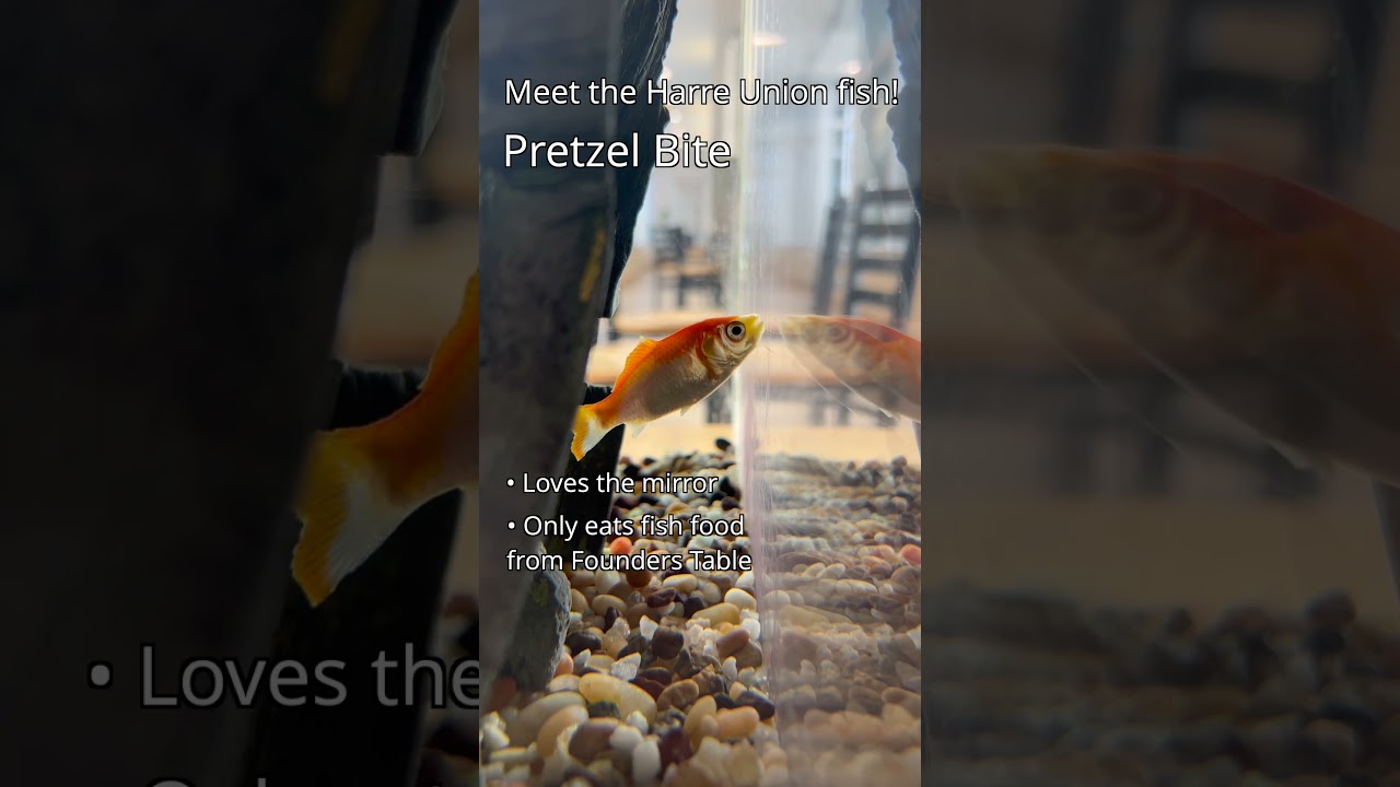 Inside the Harre Union Fishtank | Valparaiso University