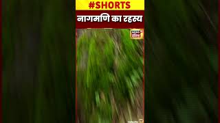 चमत्कारी नागमणि का रहस्य | #shorts | Cobra Stone