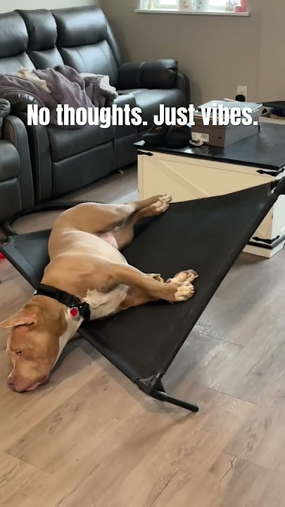 Smooth brained dog #xlbb #americanbully #bullybreeds #puppy