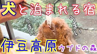 【犬と泊まれる宿・愛犬旅・食い倒れ】ウブドの森伊豆高原に愛犬と泊まってみた｜愛犬とデブ活の旅！温泉旅行