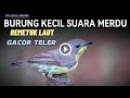 Burung Kecil Suara Merdu Remetuk Laut Gacor Teler