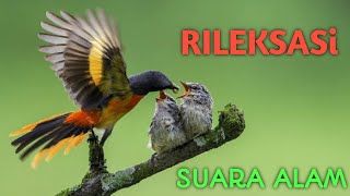 Suara Burung Di Alam - Sound Effect || cinematic nature