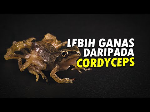 Video: Apakah pengebiri dalam tumbuhan?