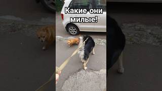 Маленькая Кнопа против Метиса! #собака #пёс #собаки #dog #dogs #пес #милота #животные