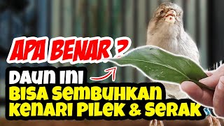 Cara Mengatasi Kenari Serak, Mangap, Pilek - Alami Tanpa Efek Samping