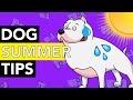 How to Protect My Dog from the Summer Heat!