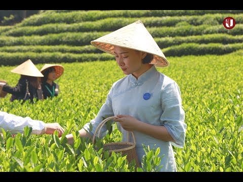 აღმოაჩინე ჩინეთი - ჩინური ჩაი / Discover China - Chinese tea