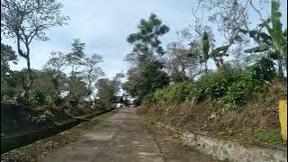 liat burung bangau terbang bebas