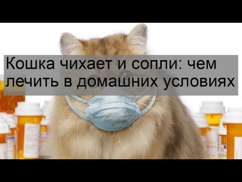 Кот чихает и кашляет чем лечить в домашних условиях