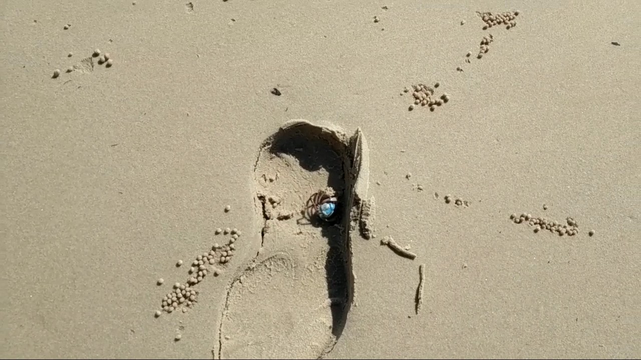 Light-blue soldier crab