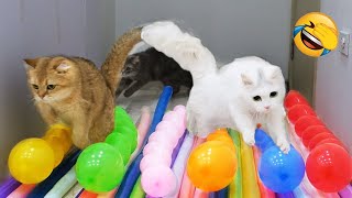 Funniest Cats 2024 🤣 New Funny Cats Videos 😹 Part 6 by MiMo Cats 1,069 views 4 weeks ago 21 minutes