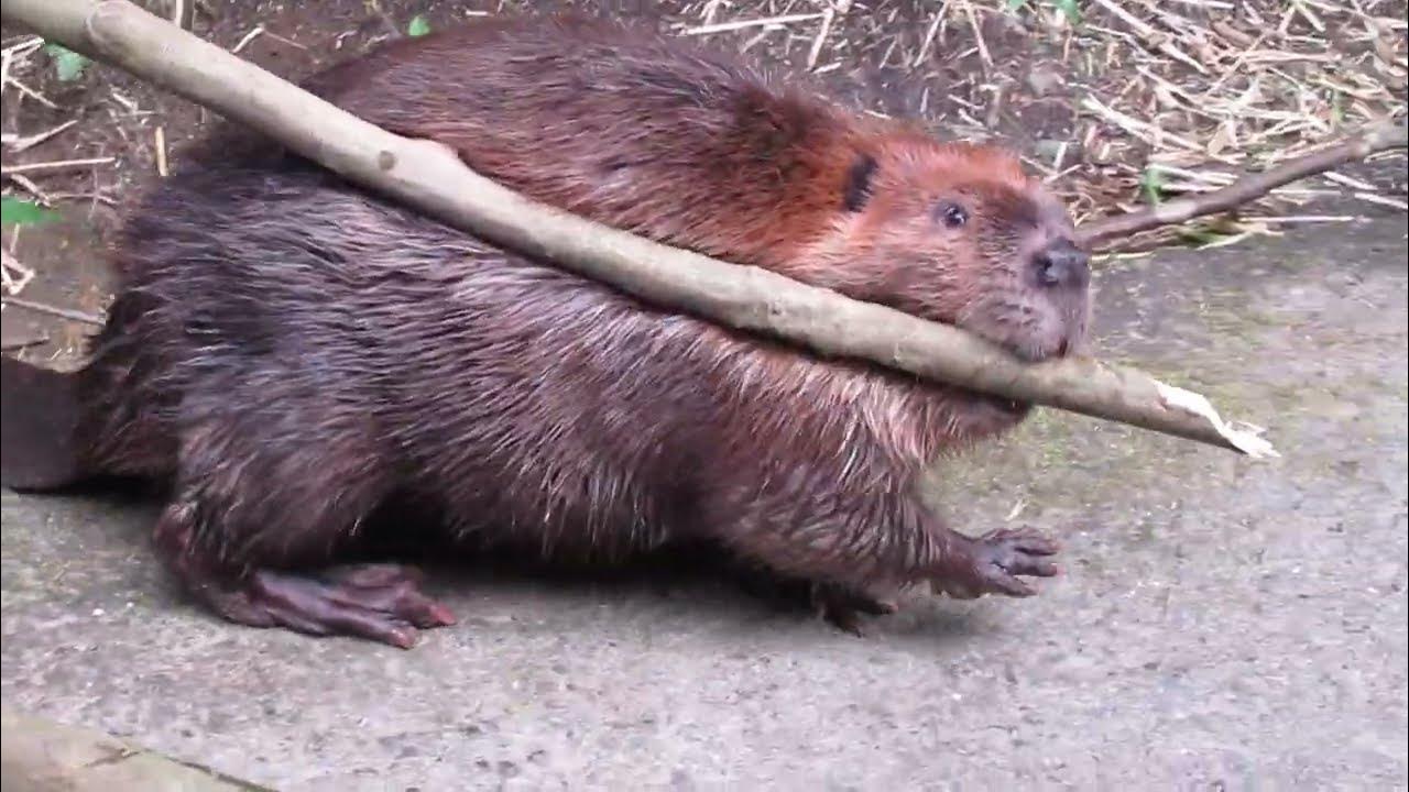 無心そして全力で働くアメリカビーバー 《長崎バイオパーク》 YouTube
