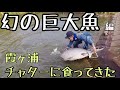 【霞ヶ浦】幻の巨大魚  2019.10.10