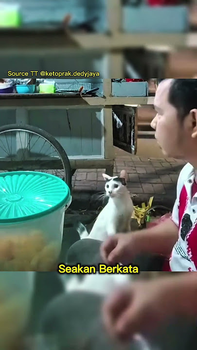 Sopan dan lembut kucing ini minta makanan ke penjual ketoprak !!