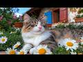 12 Hours Of Cat Chill Video Calming Music For Cats Relaxing Energy Cat TV No Ads mp3