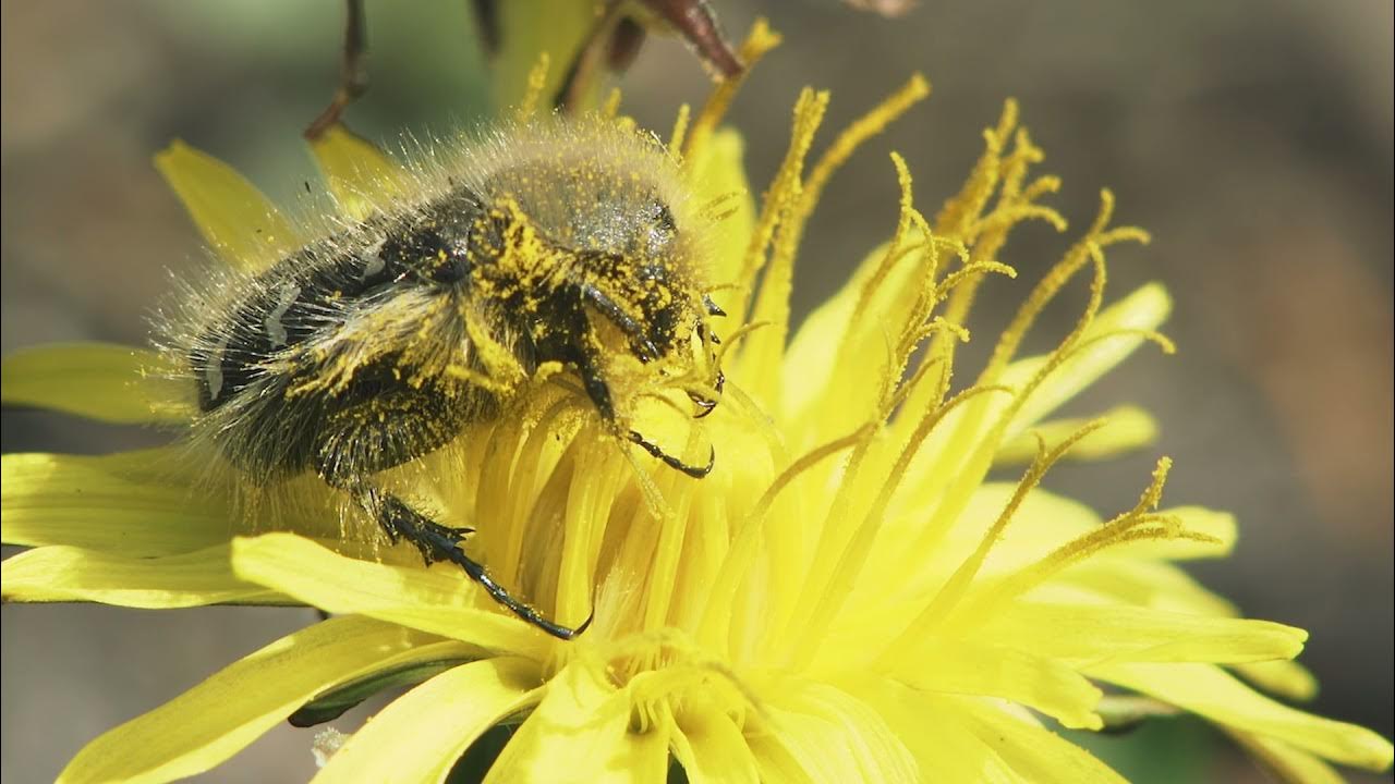 Watch An Amazing Beetle Eat Pollen YouTube