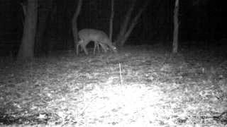 Cuddeback E2 night video 2