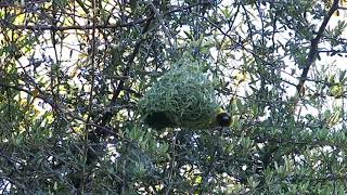 Male Southern masked weaver bird making a nest in South Africa