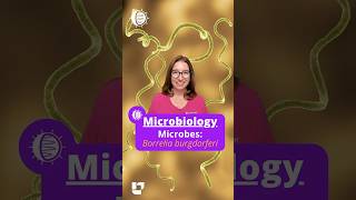 🦠Borrelia burgdorferi: Microbiology SHORT | @LevelUpRN