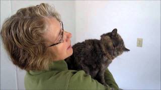ADOPTED! Flora, dilute tortoiseshell cat for adoption at Forget Me Not Animal Shelter