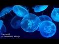 Beautiful Enough 🌊 Positive Energy Music | Morning Chill Deep House 2026 ♬ˎˊ˗ Axiomic