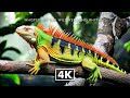 WILD ANIMALS 4K - Gentle Nature Journey With Calming Music and Wild Creatures