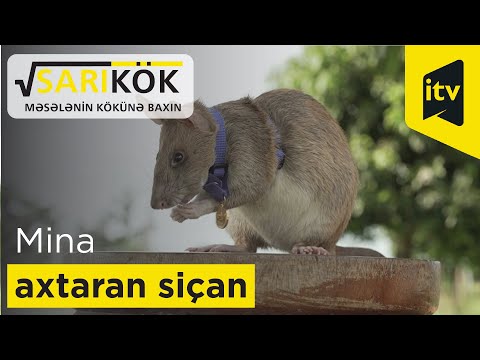 Mina axtaran siçan