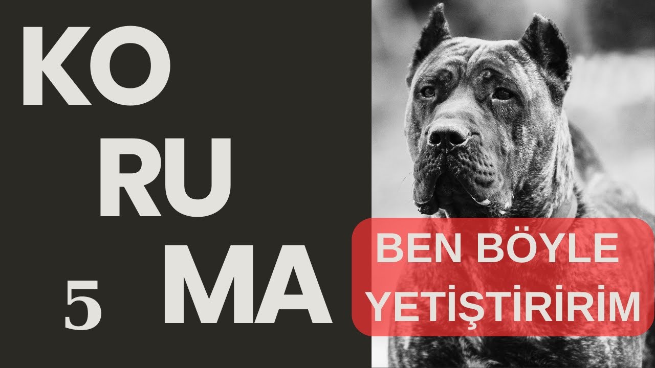 5- KORUMA EĞİTİMİ İÇİN KÖPEK NASIL YETİŞTİRİLMELİ, BAŞINDAN SONUNA KORUMA KÖPEĞİ YETİŞTİRİLMESİ