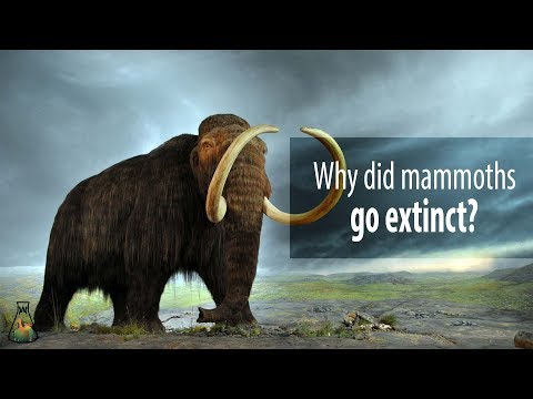 Video: When Did Mammoths Die Out? If The - Alternative View