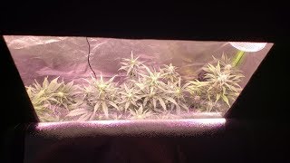 FRIDAY afternoon GARDENING - Autoflowers Assemble! and Roll Up