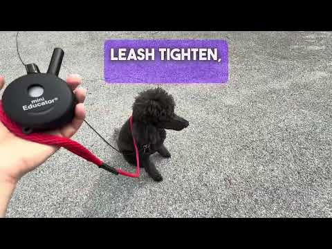 How To Stop Leash Pulling