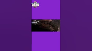 STAR WARS Knowledge Quiz!