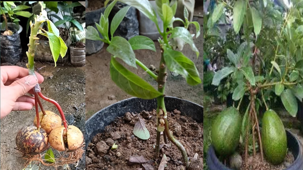 Craft Triple Root Avocado Seeds How To Grow Avocado From Seed Youtube